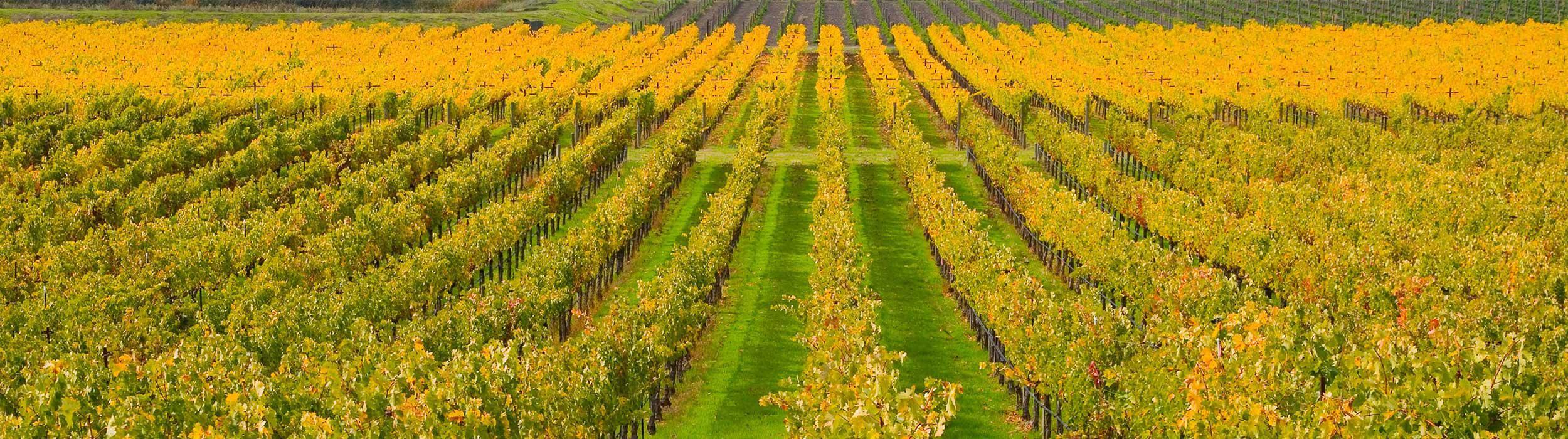 A vineyard field with yellow, Autumn colors.